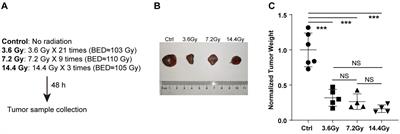 Lipidome analyses reveal radiation induced remodeling of glycerophospholipid unsaturation in lung tumor